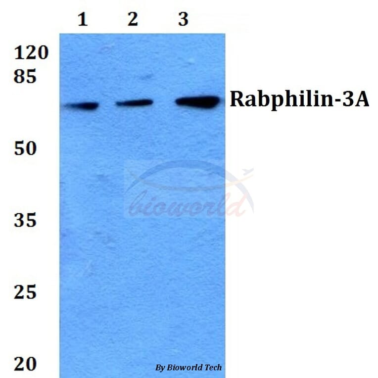 Anti-Rabphilin-3A (P231) Antibody from Bioworld Technology (BS1590) - Antibodies.com