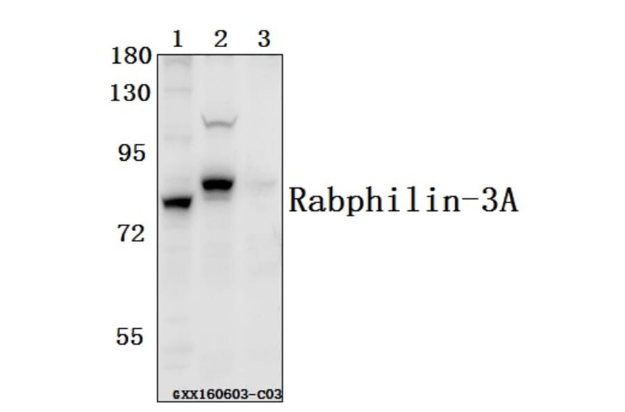 Anti-Rabphilin-3A (P231) Antibody from Bioworld Technology (BS1590) - Antibodies.com