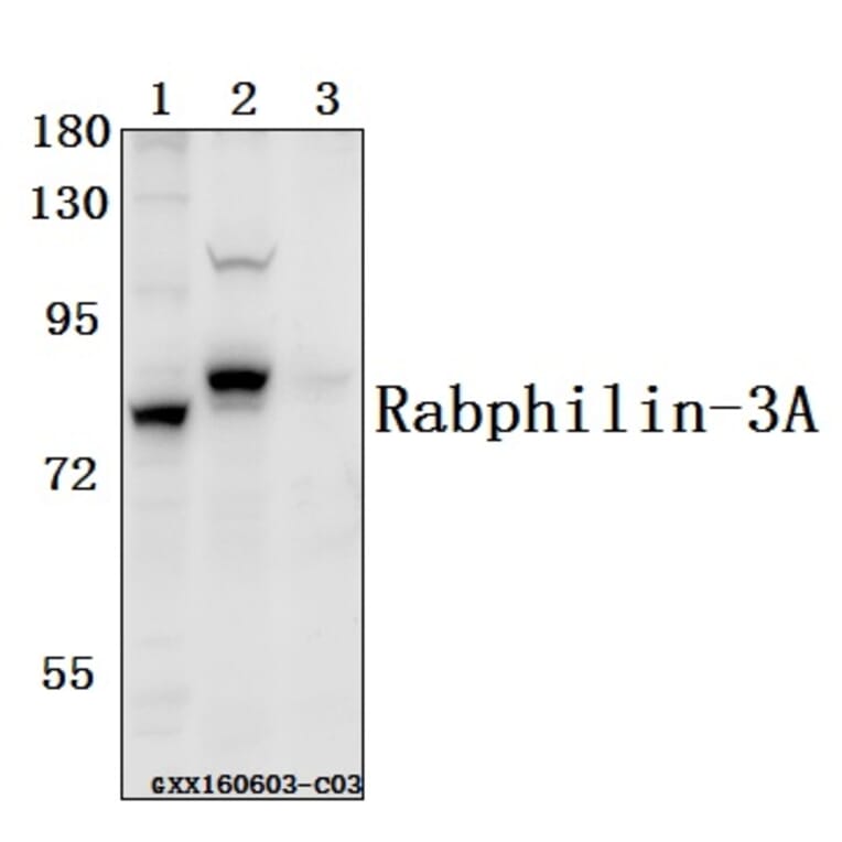 Anti-Rabphilin-3A (P231) Antibody from Bioworld Technology (BS1590) - Antibodies.com