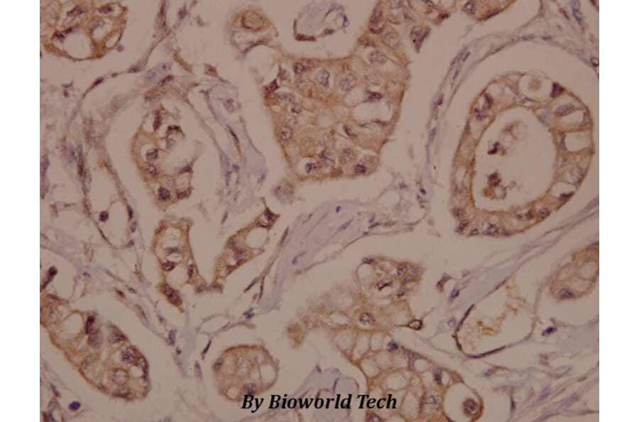 Anti-Rabphilin-3A (P231) Antibody from Bioworld Technology (BS1590) - Antibodies.com