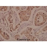 Anti-Rabphilin-3A (P231) Antibody from Bioworld Technology (BS1590) - Antibodies.com