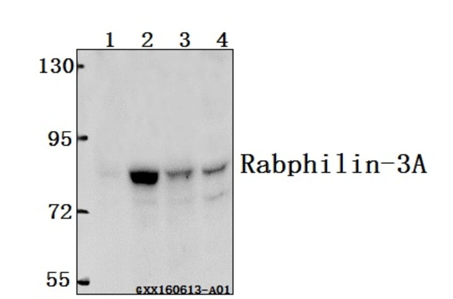 Anti-Rabphilin-3A (P231) Antibody from Bioworld Technology (BS1590) - Antibodies.com