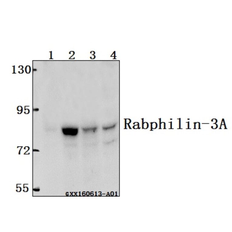 Anti-Rabphilin-3A (P231) Antibody from Bioworld Technology (BS1590) - Antibodies.com