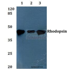 Anti-Rhodopsin (L328) Antibody from Bioworld Technology (BS1591) - Antibodies.com