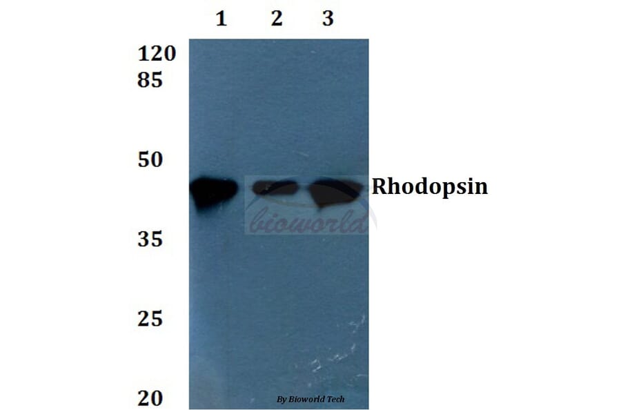 Anti-Rhodopsin (L328) Antibody from Bioworld Technology (BS1591) - Antibodies.com