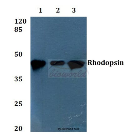 Anti-Rhodopsin (L328) Antibody from Bioworld Technology (BS1591) - Antibodies.com