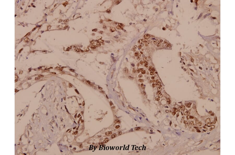 Anti-Rhodopsin (L328) Antibody from Bioworld Technology (BS1591) - Antibodies.com