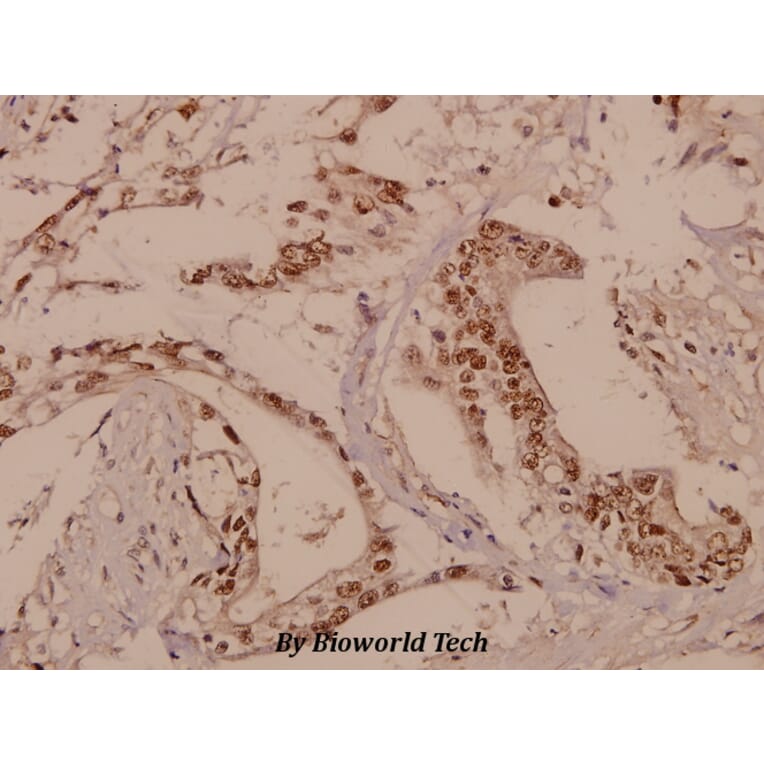 Anti-Rhodopsin (L328) Antibody from Bioworld Technology (BS1591) - Antibodies.com