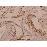 Anti-Rhodopsin (L328) Antibody from Bioworld Technology (BS1591) - Antibodies.com