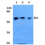 Anti-SF1 (P76) Antibody from Bioworld Technology (BS1593) - Antibodies.com