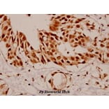 Anti-SF1 (P76) Antibody from Bioworld Technology (BS1593) - Antibodies.com
