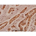 Anti-SGK 1 (P73) Antibody from Bioworld Technology (BS1594) - Antibodies.com