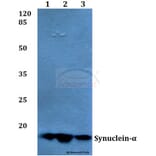 Anti-Synuclein-α (E123) Antibody from Bioworld Technology (BS1596) - Antibodies.com