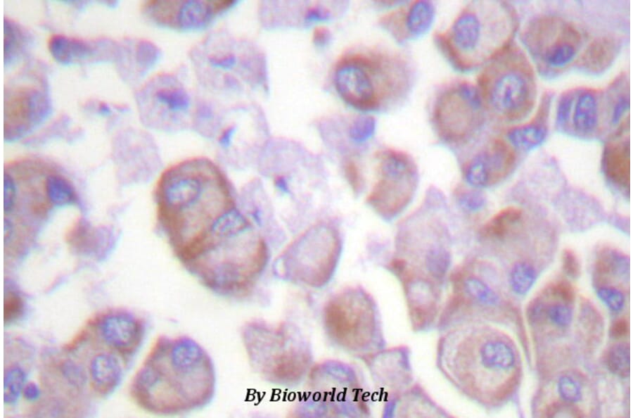 Anti-Synuclein-α (E123) Antibody from Bioworld Technology (BS1596) - Antibodies.com