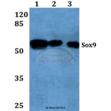 Anti-Sox9 (Q175) Antibody from Bioworld Technology (BS1597) - Antibodies.com