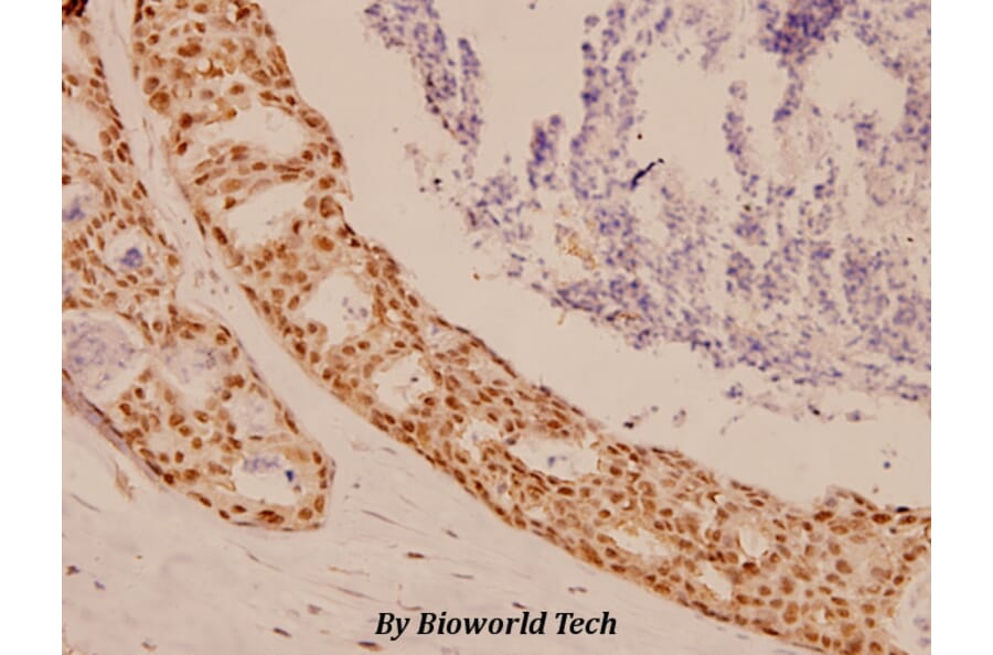 Anti-Sox9 (Q175) Antibody from Bioworld Technology (BS1597) - Antibodies.com
