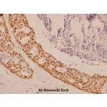 Anti-Sox9 (Q175) Antibody from Bioworld Technology (BS1597) - Antibodies.com