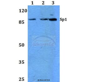Anti-Sp1 (G447) Antibody from Bioworld Technology (BS1598) - Antibodies.com