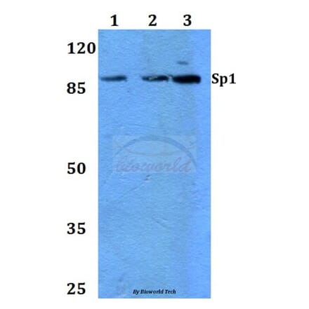 Anti-Sp1 (G447) Antibody from Bioworld Technology (BS1598) - Antibodies.com