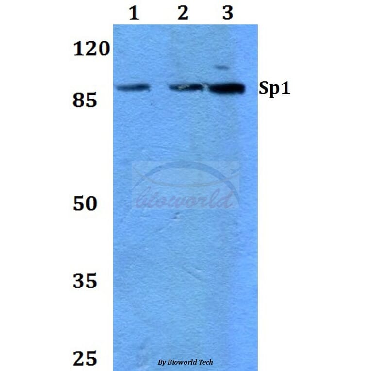 Anti-Sp1 (G447) Antibody from Bioworld Technology (BS1598) - Antibodies.com