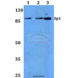 Anti-Sp1 (G447) Antibody from Bioworld Technology (BS1598) - Antibodies.com