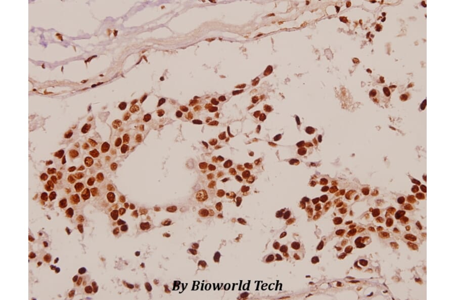 Anti-Sp1 (G447) Antibody from Bioworld Technology (BS1598) - Antibodies.com