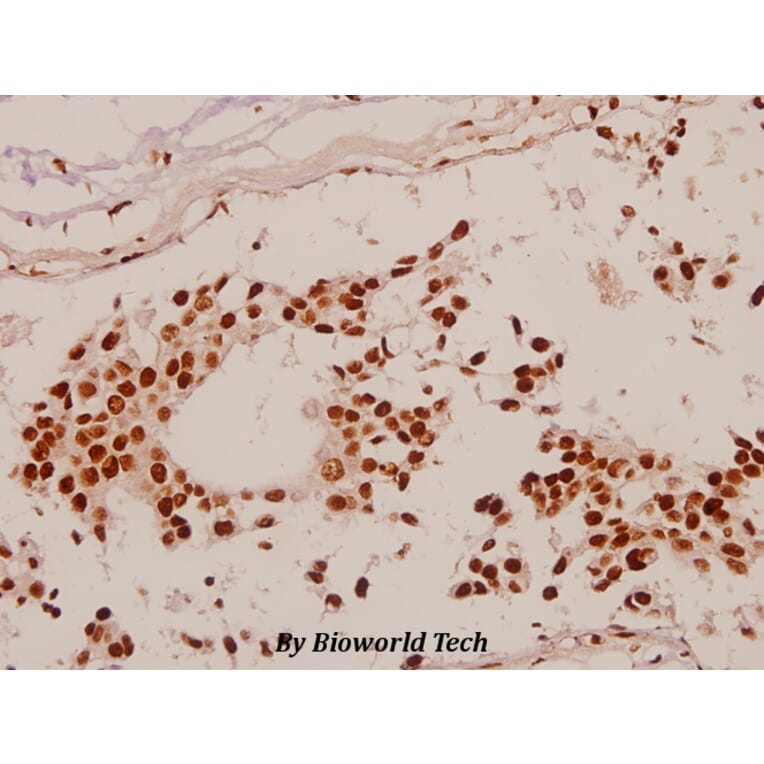 Anti-Sp1 (G447) Antibody from Bioworld Technology (BS1598) - Antibodies.com