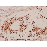 Anti-Sp1 (G447) Antibody from Bioworld Technology (BS1598) - Antibodies.com