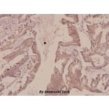 Anti-Synapsin I (T56) Antibody from Bioworld Technology (BS1599) - Antibodies.com