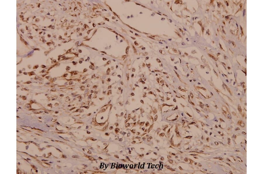 Anti-TH (P2) Antibody from Bioworld Technology (BS1600) - Antibodies.com