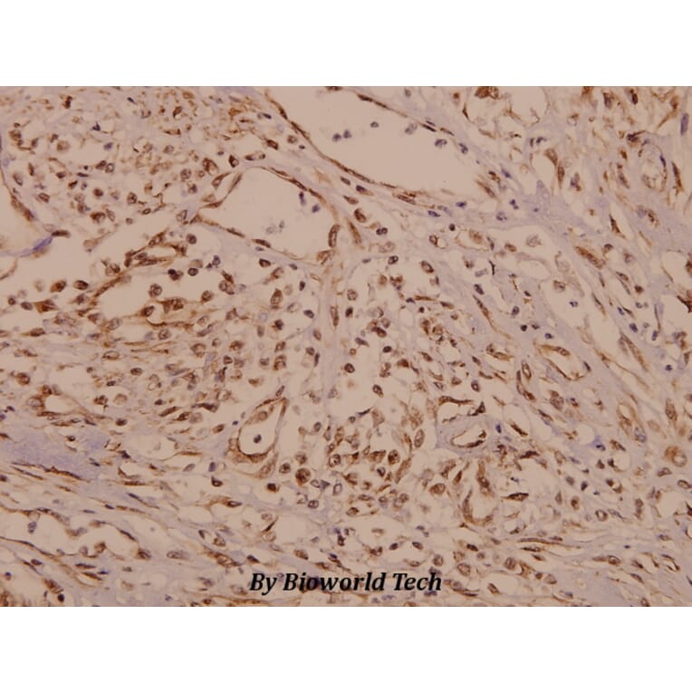 Anti-TH (P2) Antibody from Bioworld Technology (BS1600) - Antibodies.com