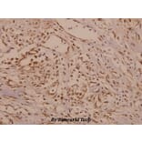 Anti-TH (P2) Antibody from Bioworld Technology (BS1600) - Antibodies.com
