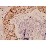 Anti-TK (P7) Antibody from Bioworld Technology (BS1601) - Antibodies.com