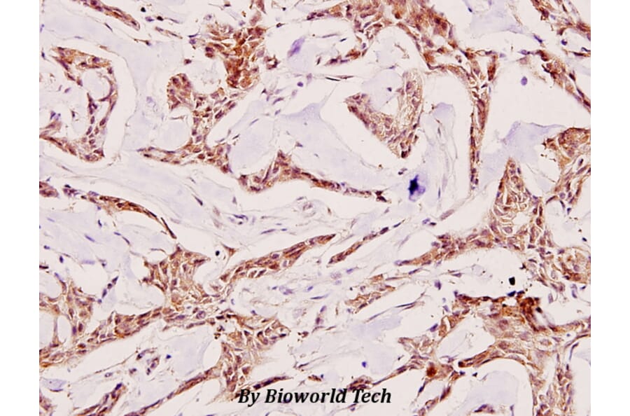 Anti-Tuberin (F933) Antibody from Bioworld Technology (BS1604) - Antibodies.com