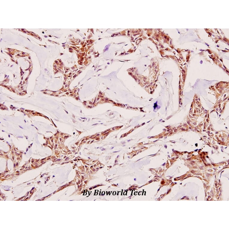 Anti-Tuberin (F933) Antibody from Bioworld Technology (BS1604) - Antibodies.com