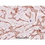 Anti-Tuberin (F933) Antibody from Bioworld Technology (BS1604) - Antibodies.com