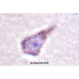 Anti-WASP (E284) Antibody from Bioworld Technology (BS1607) - Antibodies.com