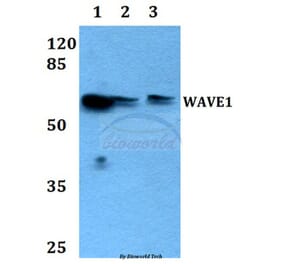 Anti-WAVE1 (I119) Antibody from Bioworld Technology (BS1608) - Antibodies.com