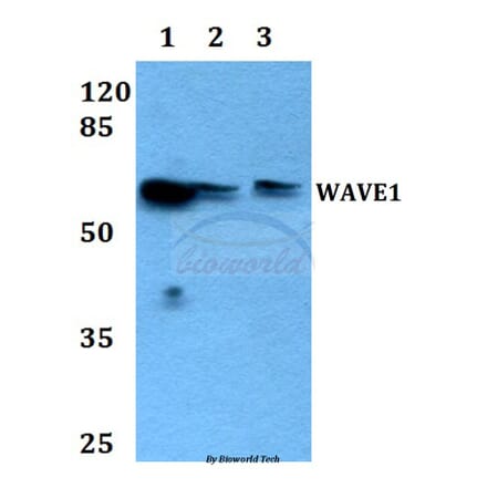 Anti-WAVE1 (I119) Antibody from Bioworld Technology (BS1608) - Antibodies.com