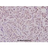 Anti-WAVE1 (I119) Antibody from Bioworld Technology (BS1608) - Antibodies.com