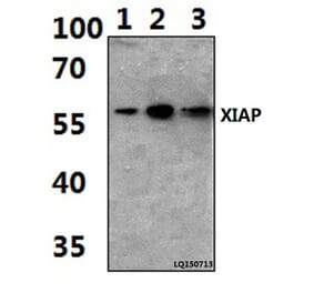 Anti-XIAP (G81) Antibody from Bioworld Technology (BS1609) - Antibodies.com