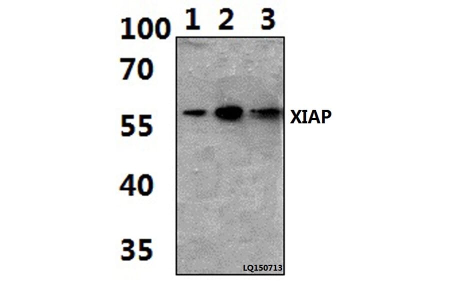 Anti-XIAP (G81) Antibody from Bioworld Technology (BS1609) - Antibodies.com