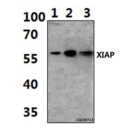 Anti-XIAP (G81) Antibody from Bioworld Technology (BS1609) - Antibodies.com