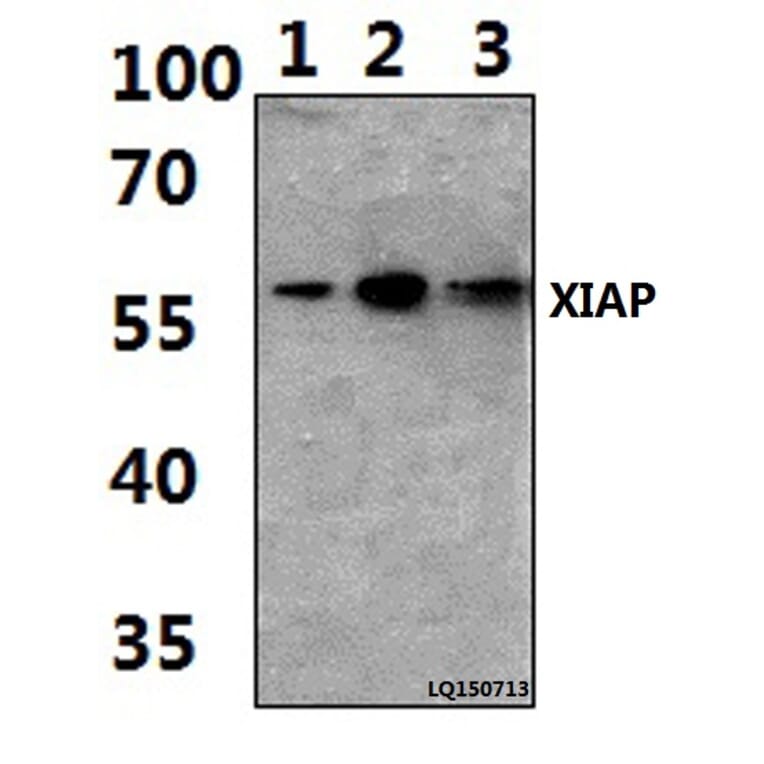 Anti-XIAP (G81) Antibody from Bioworld Technology (BS1609) - Antibodies.com