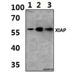 Anti-XIAP (G81) Antibody from Bioworld Technology (BS1609) - Antibodies.com