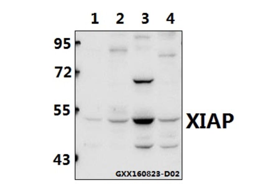 Anti-XIAP (G81) Antibody from Bioworld Technology (BS1609) - Antibodies.com