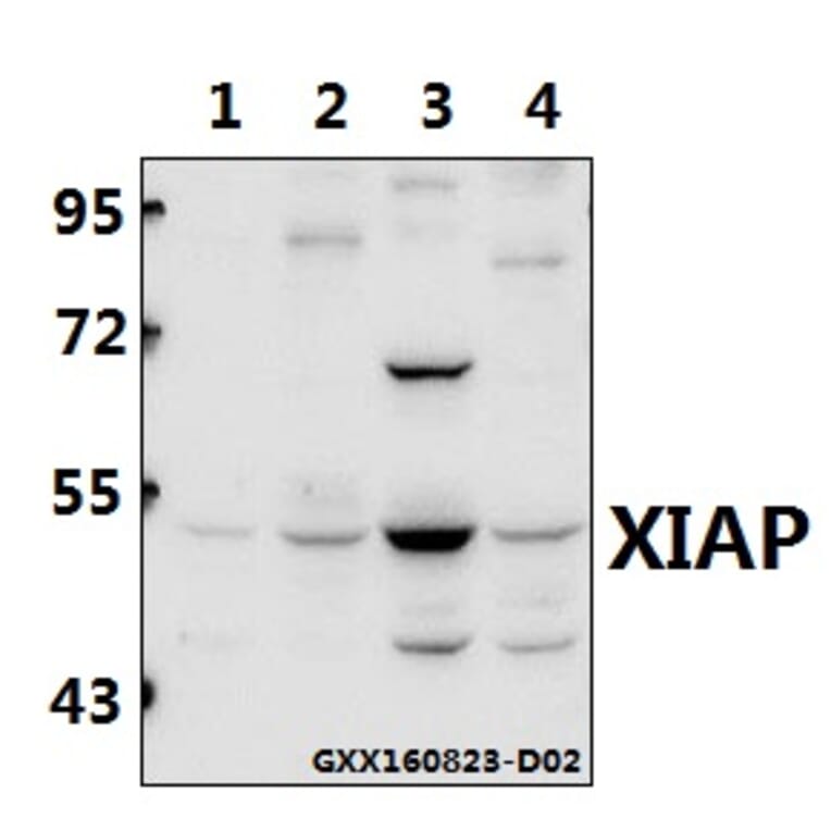 Anti-XIAP (G81) Antibody from Bioworld Technology (BS1609) - Antibodies.com