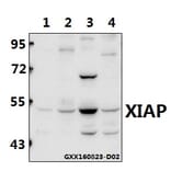 Anti-XIAP (G81) Antibody from Bioworld Technology (BS1609) - Antibodies.com