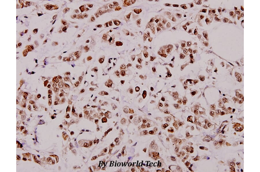 Anti-XIAP (G81) Antibody from Bioworld Technology (BS1609) - Antibodies.com