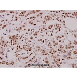 Anti-XIAP (G81) Antibody from Bioworld Technology (BS1609) - Antibodies.com